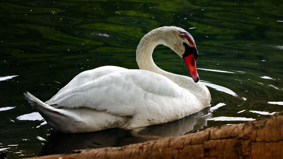 cisne