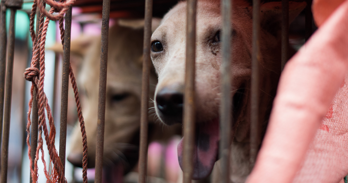 CHINA-ANIMAL-DOG