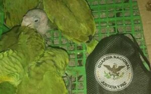 loros