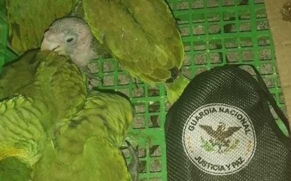 loros