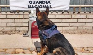 metanfetamina regalo