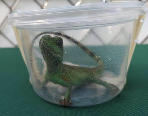 reptiles