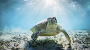 Funny sea turtle