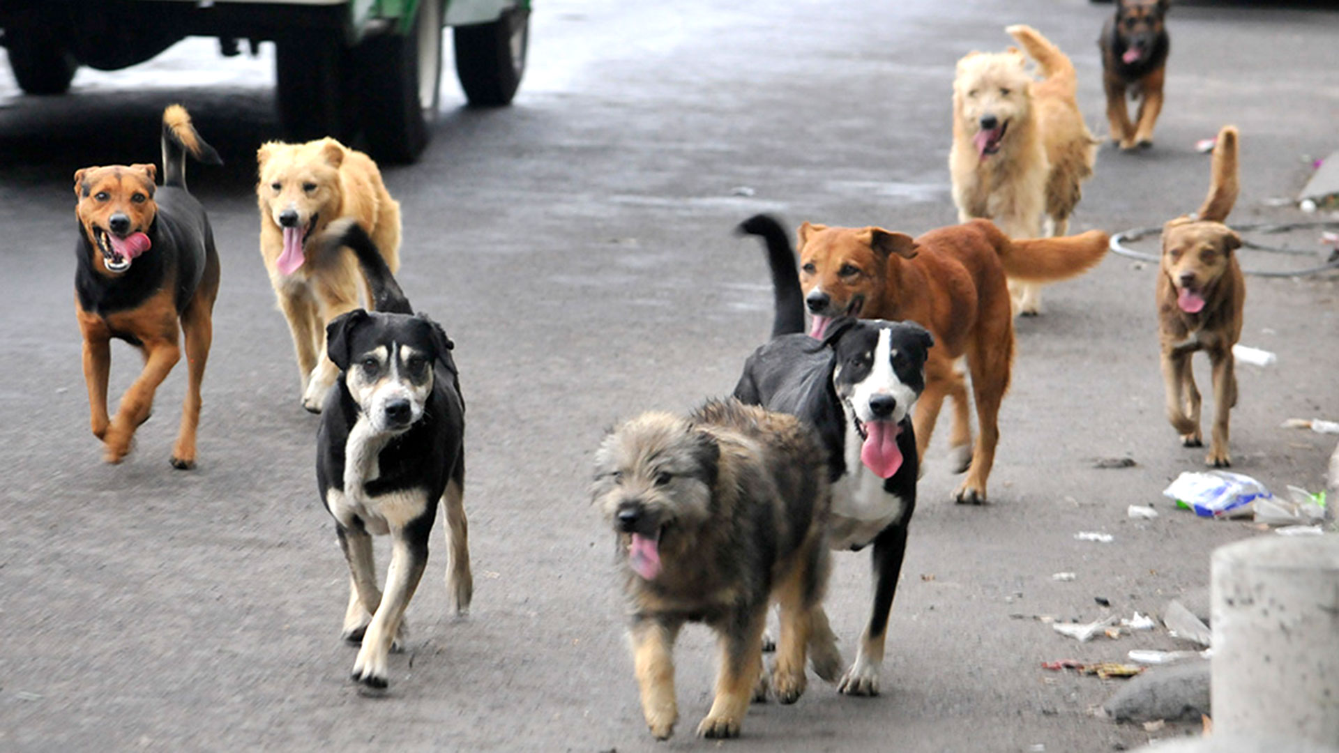 Perros-callejeros-mexico-3