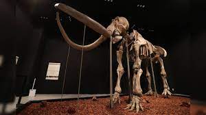mamut
