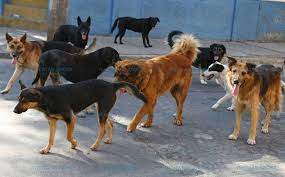 perros