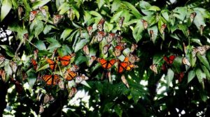 mariposas-monarca-temporada-2021