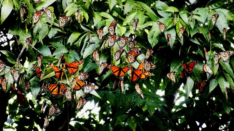 mariposas-monarca-temporada-2021