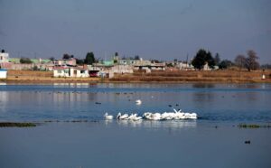 pelicanos-en-toluca-tania-contreras