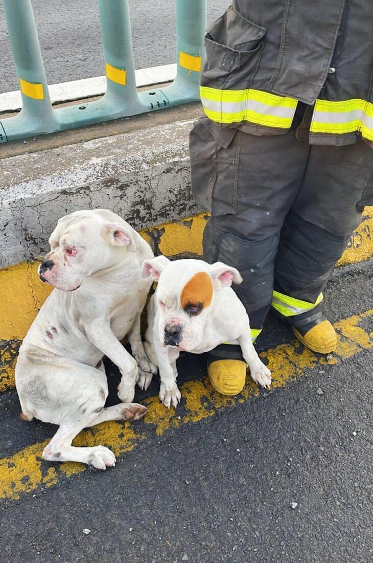 perros-rescatados-por-bomberos-de-toluca-1-730x1101
