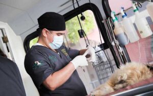 donde-hacen-campanas-de-esterilizacion-gratuita-para-perros-y-gatos-en-toluca-2022