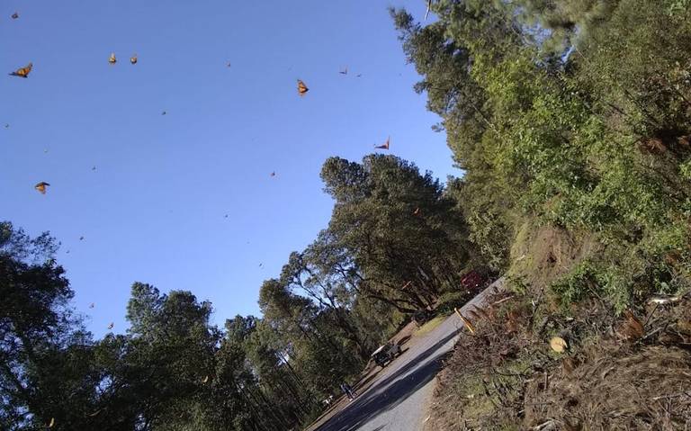 Mariposa Monarca