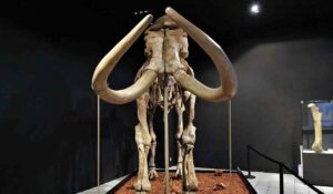 mamut-gigante-toluca-2023