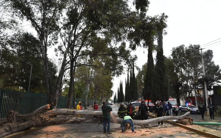 cae árbol