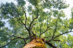 arbol