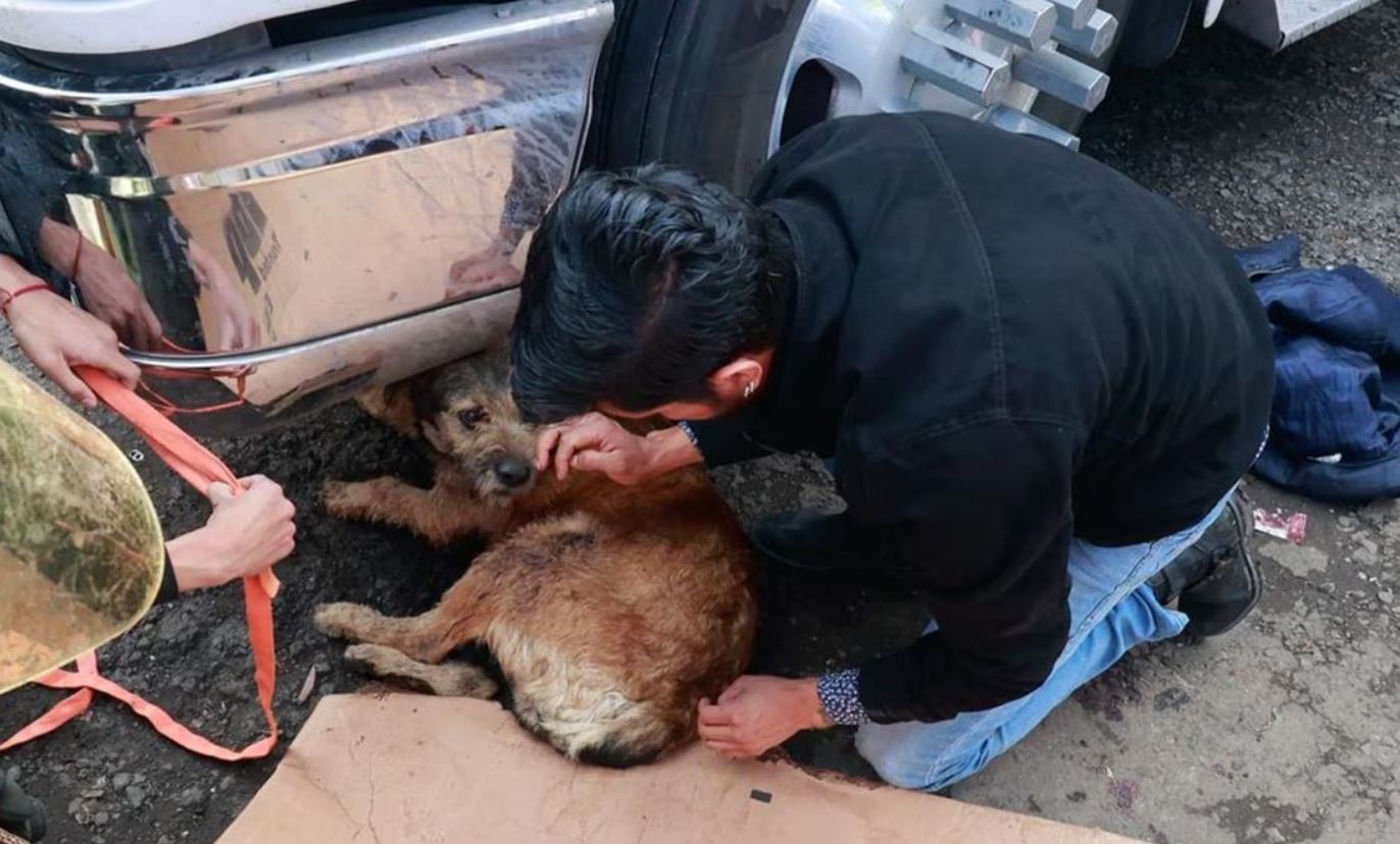 perrito