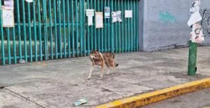 lobo4
