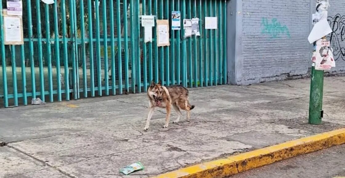 lobo4