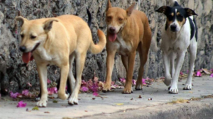 perros