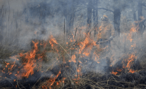 incendiotoluca