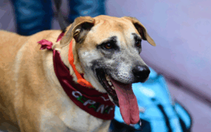esterilizacion