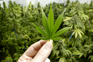 marihuana--