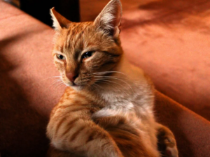 museodegato----