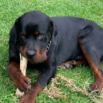 El lazo eterno que trasciende el tiempo, recordando a Max, el fiel compañero