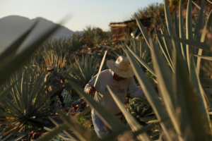 mezcal