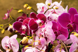 orquideas