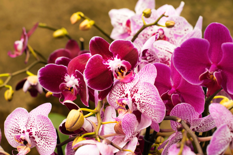 orquideas